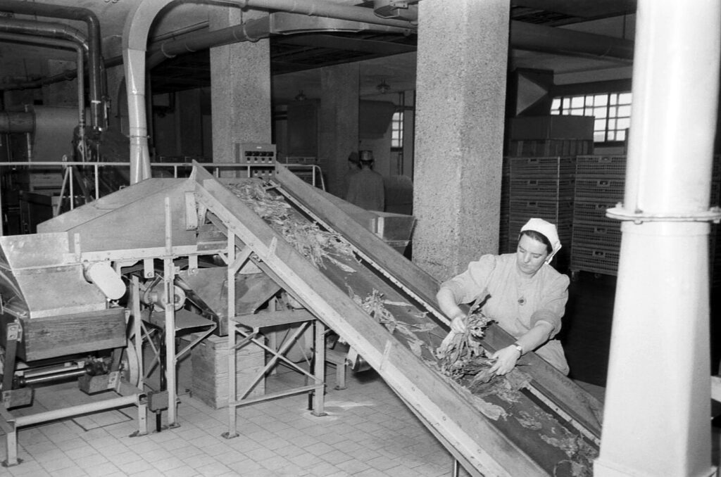 Produktion in der Tabakfabrik LInz 1960er Jahre