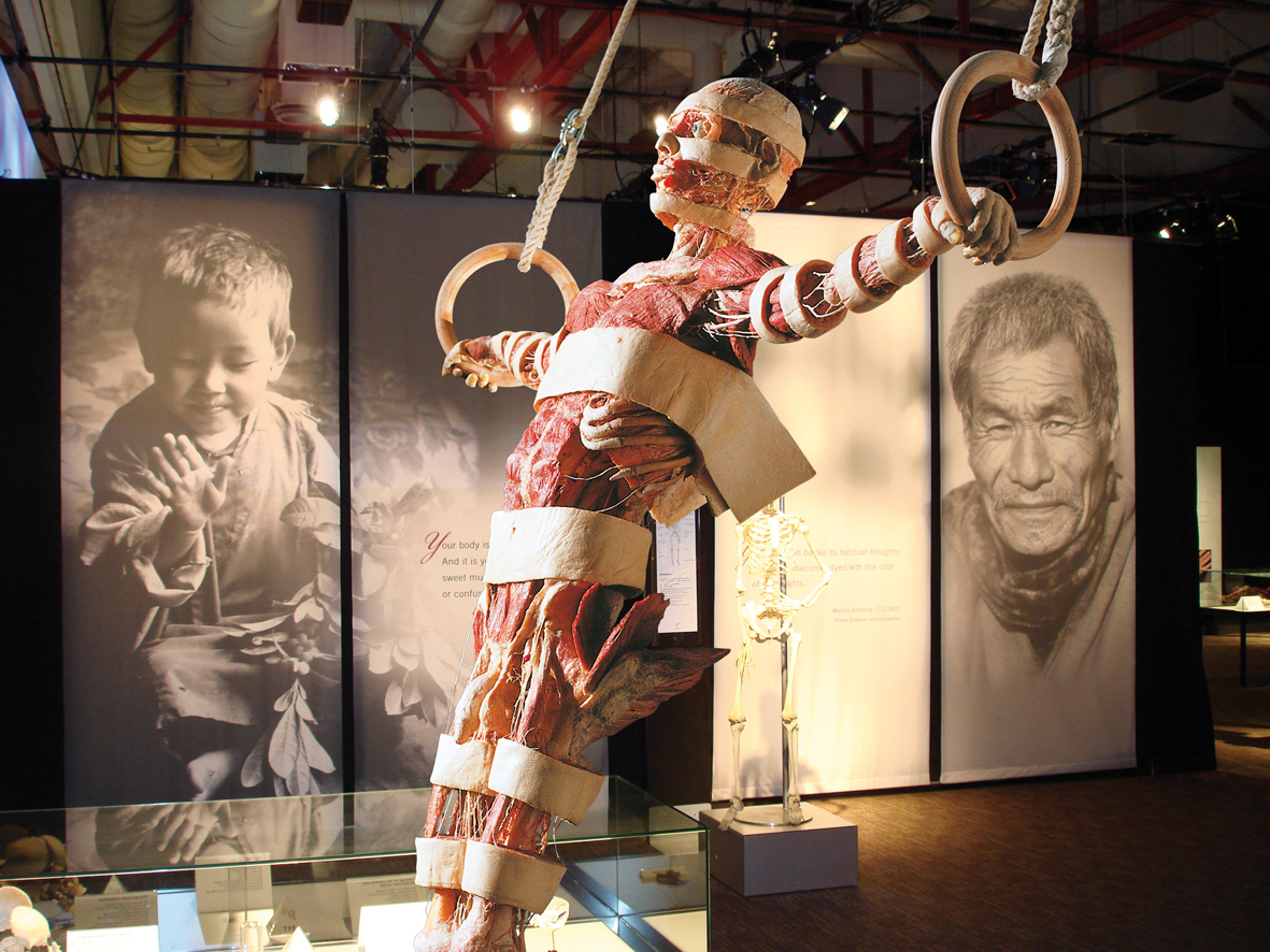 Tabakfabrik Linz | Körperwelten Ausstellung